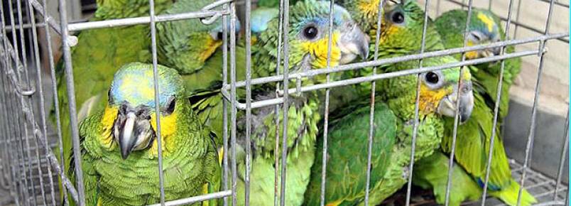 A cada 10 animais que são traficados, 9 morrem na viagem, afirma subtenente da Copa
