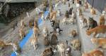 “Ilha dos gatos” pede ajuda pela internet e se assusta com resultado