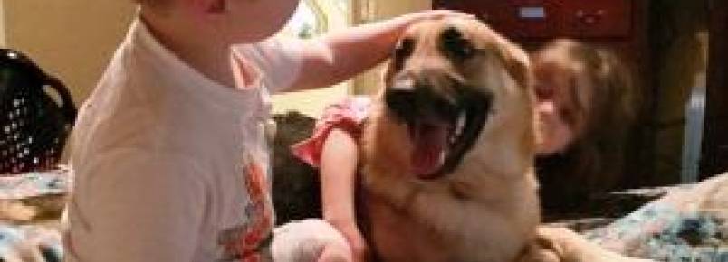 Cão salva garotinha de ataque de cobra cascavel e é picado três vezes