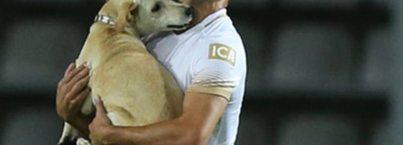Cachorro entra em campo e vira atrao em jogo da Copa Libertadores