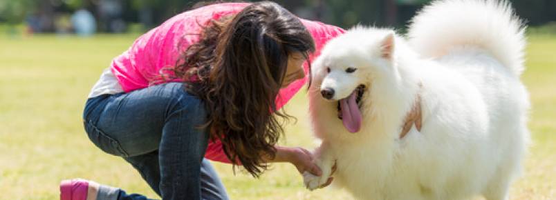 Amor entre cães e pessoas: como meu cão diz que me ama?