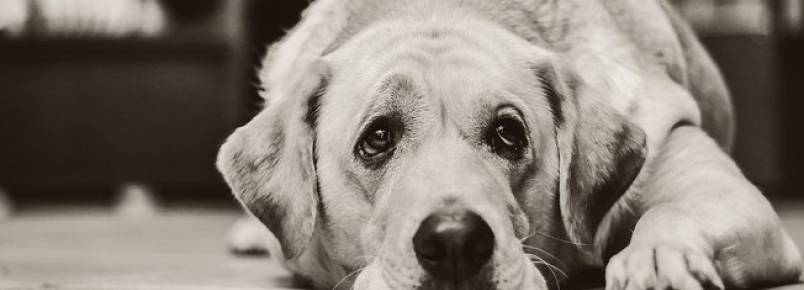 O cachorro está com gases intestinais, e agora?