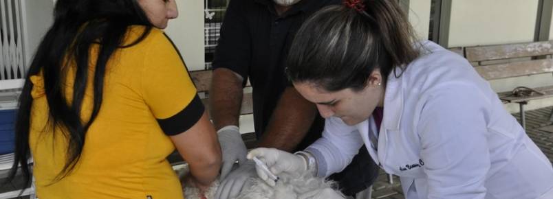 Ação de guarda responsável vacina 620 animais