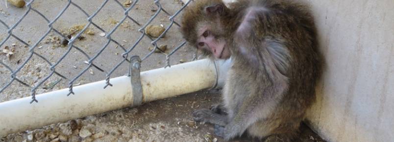 Macacos so negligenciados e aterrorizados por empresa comerciante de primatas