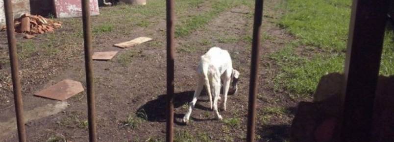 Pit bull vítima de negligência e agressão é resgatado em Curitiba