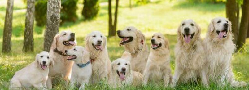 Dicas para a criação do golden retriever