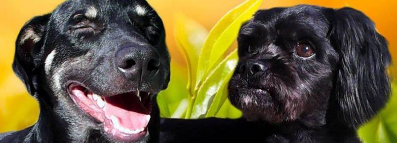Grupo realiza campanha de adoção de animais em Jacarepaguá (RJ)