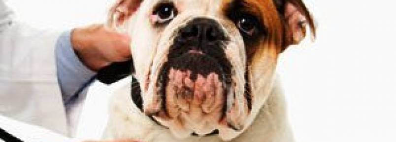 Hospital Veterinário promove palestras sobre síndrome cardiorrenal e torção gástrica em animais