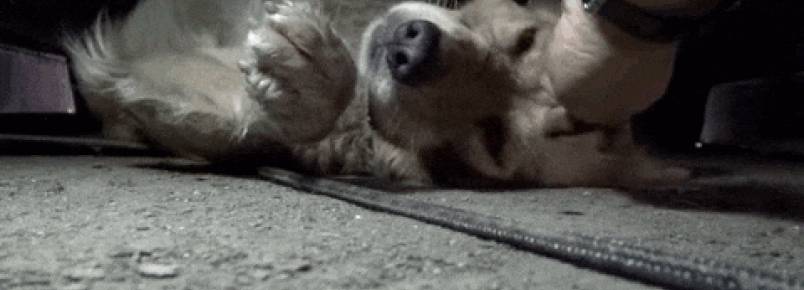 Assustada durante resgate, cachorra de rua tem reação incrível após receber carinho