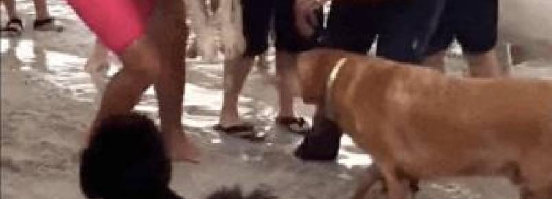 Respiração boca a boca salva a vida de cachorra após afogamento