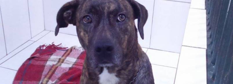 Cachorro abandonado em clínica há 3 meses precisa de adoção