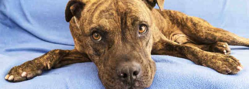 Cão à espera de lar para de se alimentar por não encontrar adotantes