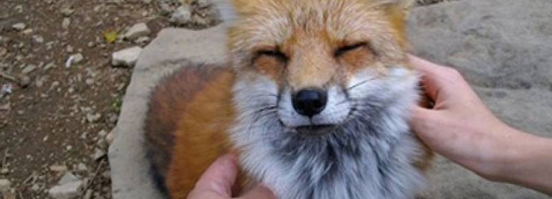 Vila das raposas encanta turistas no Japo