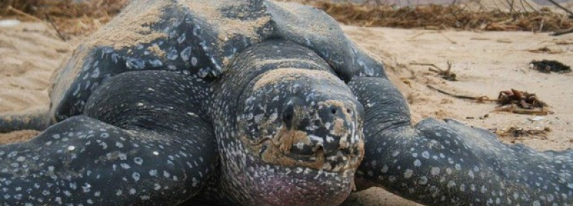 Bilogo solicita maior proteco da tartaruga marinha ao longo da costa