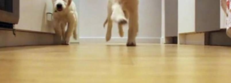 Dono registra seus cães correndo para o jantar durante 9 meses