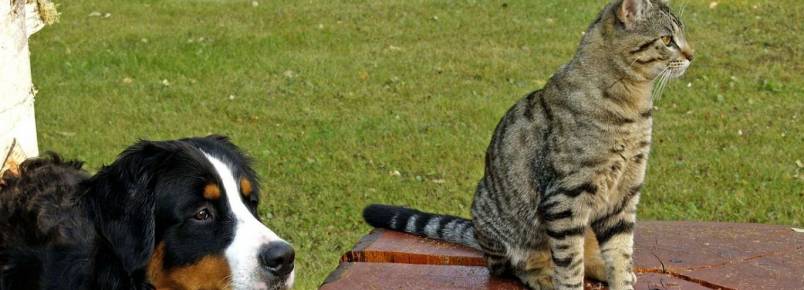 Associações oferecem kit a quem adotar companheiro de quatro patas