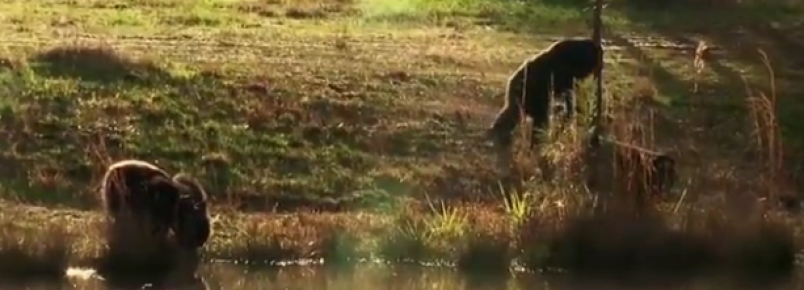 Vdeos mostram reaes de animais ao serem reinseridos na natureza