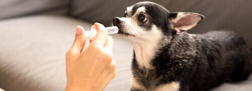 Quais enfermidades compartilham os humanos e os cães?