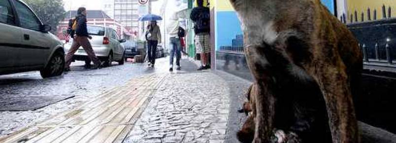 Lei obriga Prefeitura de PG a oferecer medicamento após castração de animais