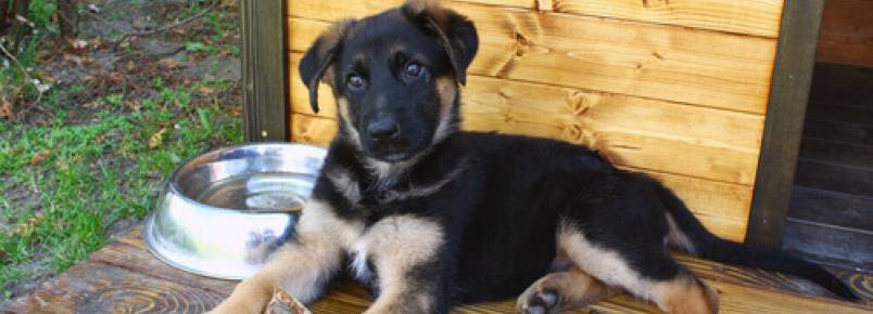 O que se deve levar em conta ao escolher uma casinha para seu cão?