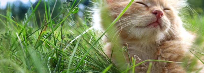 3 dicas para ajudar os gatos a enfrentar o calor do verão