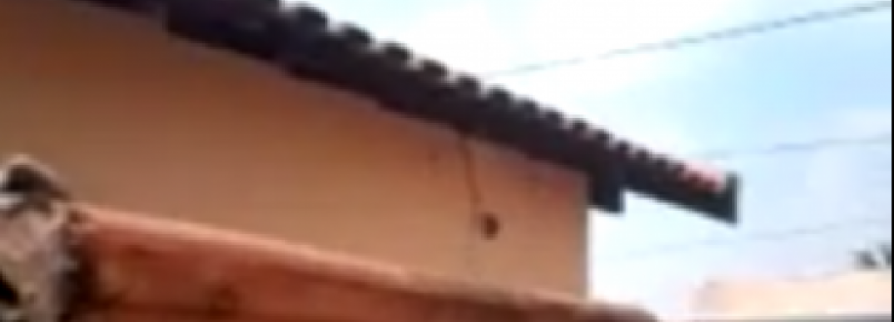 Gemido de cão em sessão de espancamento provoca indignação de vizinhos