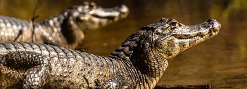 8 animais que vivem em rios