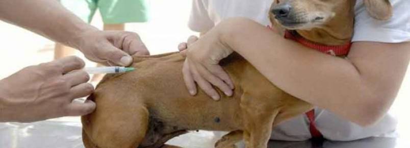 Zona Sul tem postos de vacinação contra raiva para cães e gatos