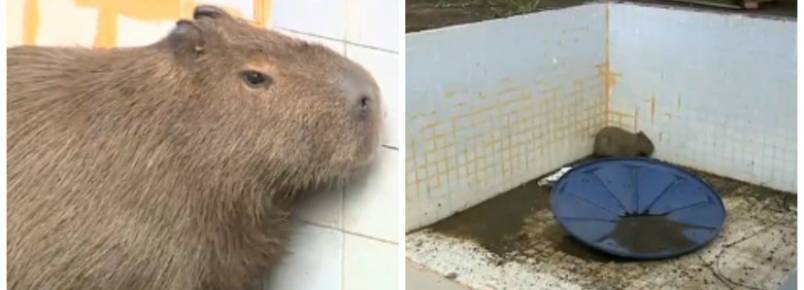Rio: capivara é encontrada dentro de piscina desativada em casa da zona oeste