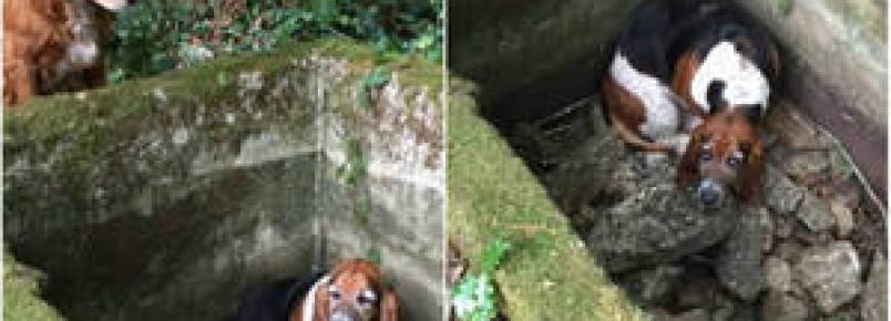 Cachorro fica uma semana ao lado do amigo que caiu em uma cisterna