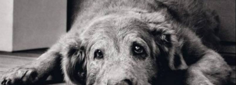 Síndrome da disfunção cognitiva canina (SDCC)