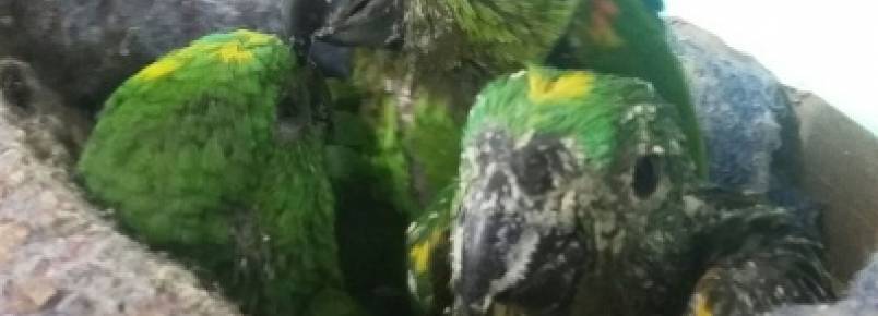 Dois são presos com filhotes de papagaio