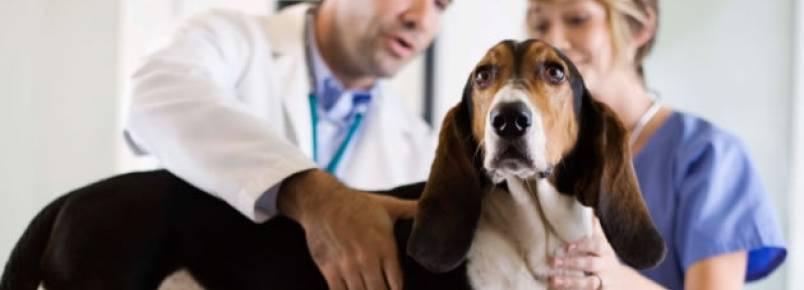 Colapso de traqueia em cães