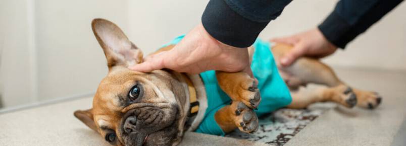 Hemivértebra em cães braquicefálicos: o que é e como tratar?