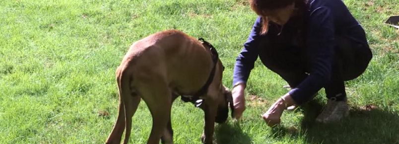 Após ser resgatado, cão criado em jaula para ser comido pisa na grama pela 1ª vez