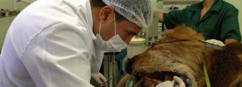 Dentistas de animais tratam de leão a cachorros que usam aparelho nos dentes