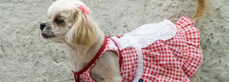 Seu cãozinho merece ficar ainda mais lindo com roupinhas Baby Pet Wear