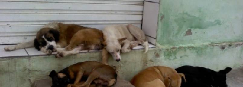 Cuiabá deve recolher animais das ruas