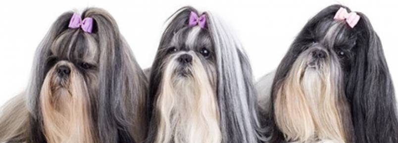 Shih Tzu