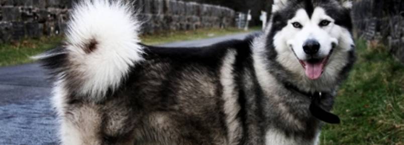 Malamute do Alasca