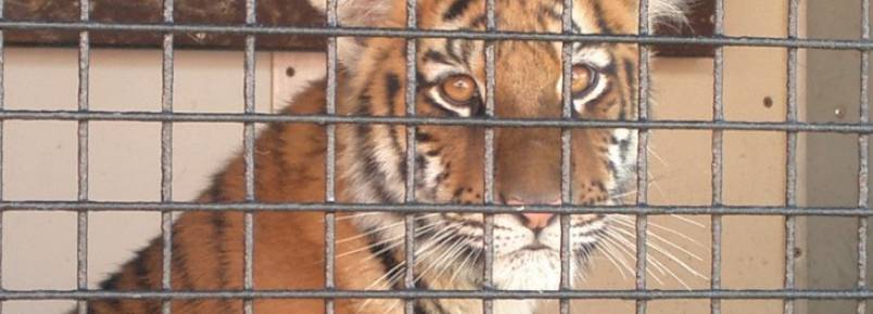 Seguido por Mxico, Holanda tambm probe uso de animais silvestres em circos