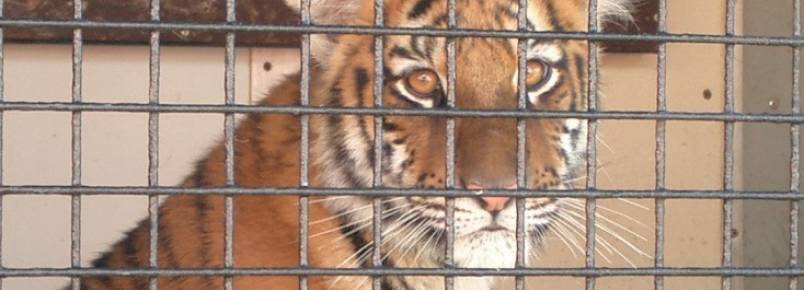 Seguido por México, Holanda também proíbe uso de animais silvestres em circos