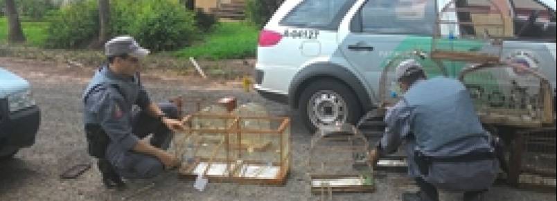Aves Apreendidas Durante Operação São Soltas na Natureza pela Ambiental
