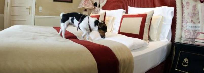  Dicas para incluir o animal de estimação nas suas viagens