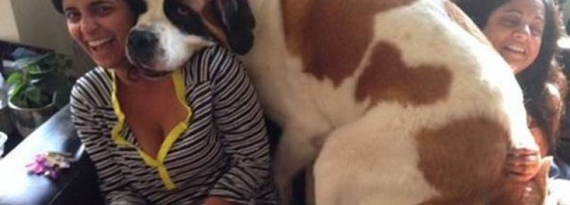 20 Divertidas imagens de cães que ainda não perceberam que não cabem mais no colo dos donos