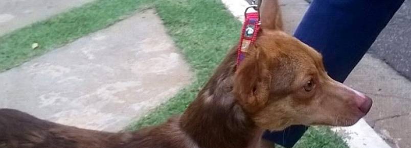 Prefeitura de Bragança Paulista autua e multa cidadão por atirar com arma de chumbinho em cão