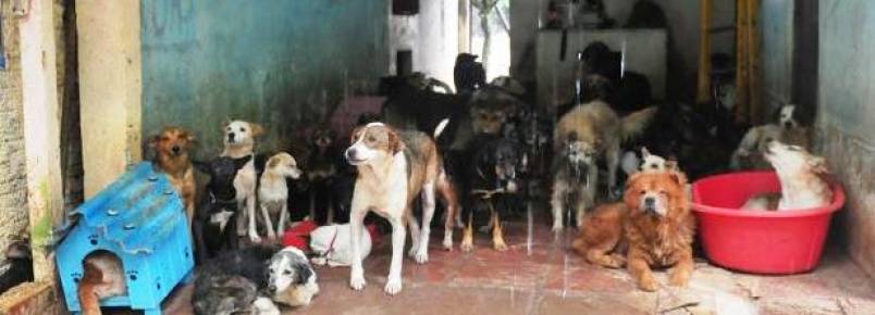 Protetora pede doações para manter 300 animais