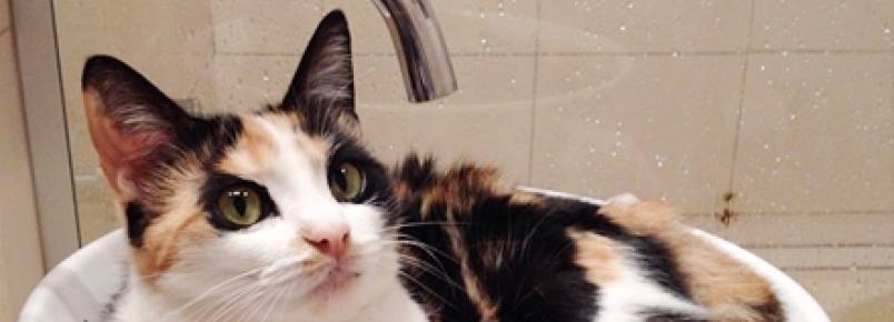 Banho em gatos: lambidas x chuveiro
