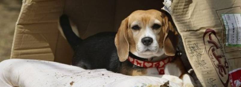 Abandonados: mais de 300 mil animais estão nas ruas de Manaus