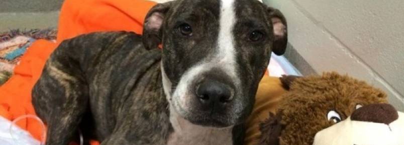 Cachorra sobrevive após levar dois tiros e ser amarrada nos trilhos do trem